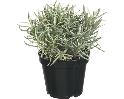 Lavendel FLORASELF Lavandula angustifolia 10-20cm co 1,2L Lavendel FLORASELF Lavandula angustifolia 10-20cm co 1,2L