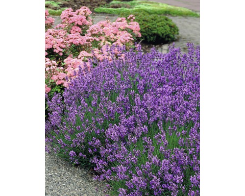 Närbild av lavendelbuskar i trädgården