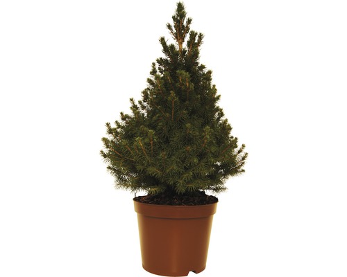 Sockertoppsgran FLORASELF Picea glauca 'Conica' 40-50cm minijulgran avsedd för plantering