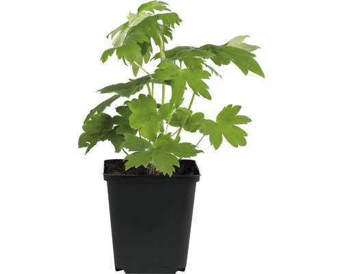 Riddarsporre FLORASELF Delphinium x cultorum Pacific hybrid 10-80 cm Co 3L blå Akleja växt i en svart kruka.