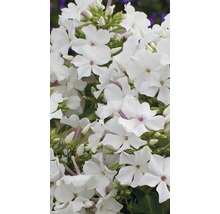 Närbild av vita floxblommor