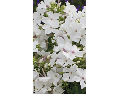 Närbild av vita floxblommor