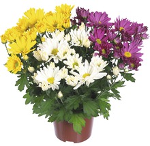 Krysantemum FLORASELF Chrysanthemum indicum Carnaval Ø12cm