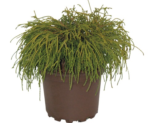 Grön ärtcypress FLORASELF Chamaecyparis pisifera Filifera Nana 20-25cm co 2L Cypress i en kruka