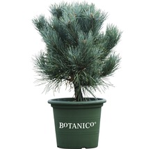 Tall i kruka med Botanico logotyp