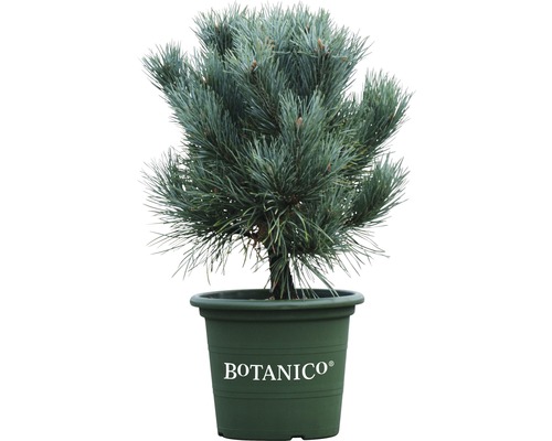 Tall i kruka med Botanico logotyp