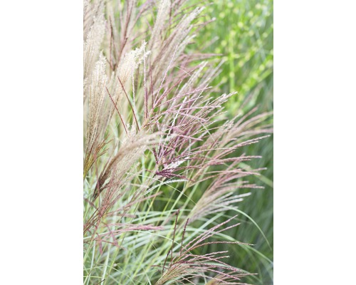 Glansmiskantus FLORASELF Miscanthus sinensis Kleine Silberspinne 20-100cm Co 5L