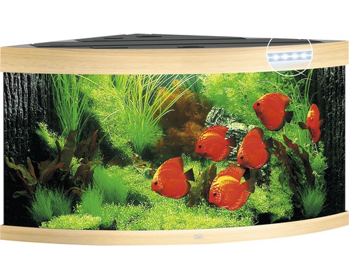 Hörn akvarium med växter och fiskar