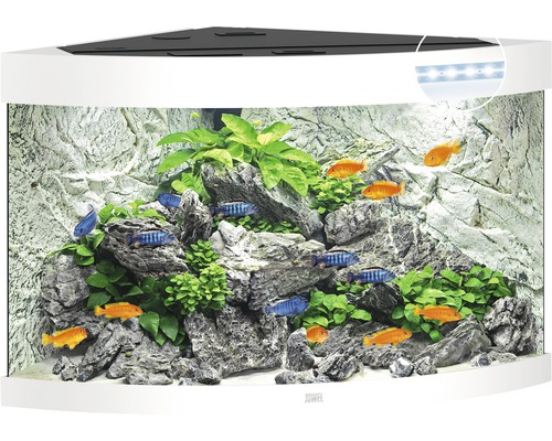 Hörn akvarium med fiskar, växter och stenar som dekoration