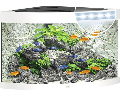 Hörnakvarium JUWEL Trigon 190 LED, filter, värmare ca 98,5x70x60cm ca 190L vit Hörn akvarium med fiskar, växter och stendekoration