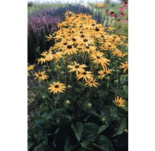 Grupp Rudbeckia växter i trädgårdsrabatten