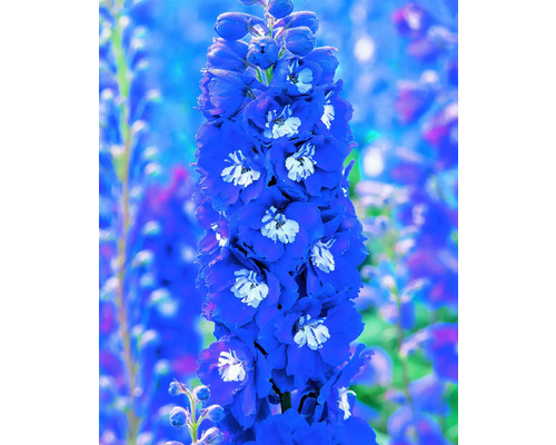 Riddarsporre med blå blommor