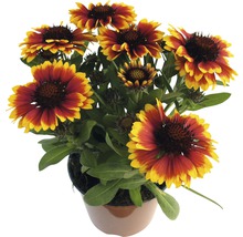 Perenner FLORASELF 20-30 cm Ø 13 cm tillfälligt sortiment