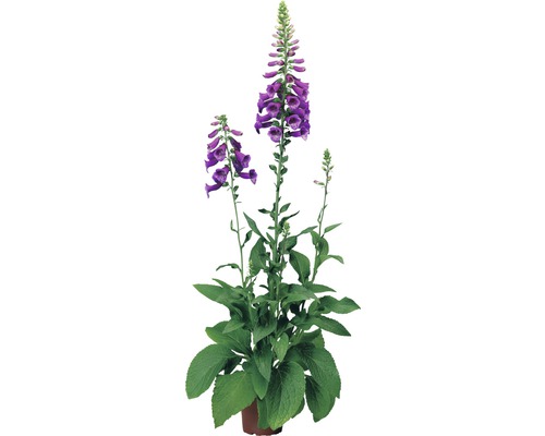 Blommande digitalisväxt i kruka.