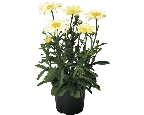 Margeritbuske med gula blommor i svart kruka