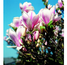 Magnoliaträd med blommor