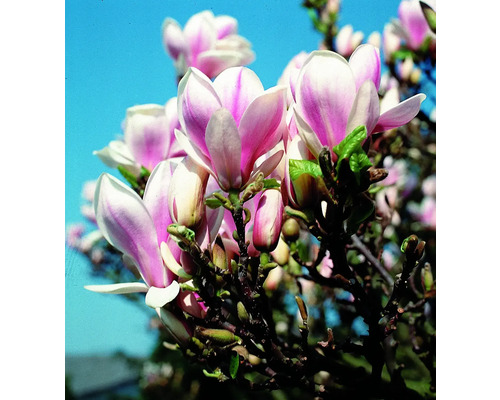 Magnoliaträd med blommor