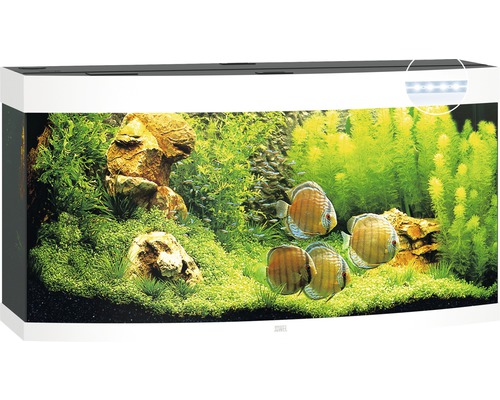 Komplett inrett akvarium med fiskar, växter och belysning