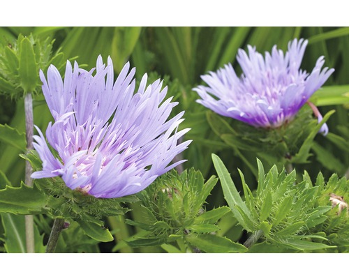 Blåklintsaster FLORASELF® Stokesia Laevis Mel's Blue Ø23cm lila-blå