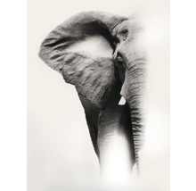 Poster Elefant 30x40cm-thumb-0