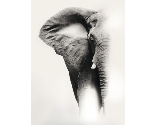Poster Elefant 30x40cm-0