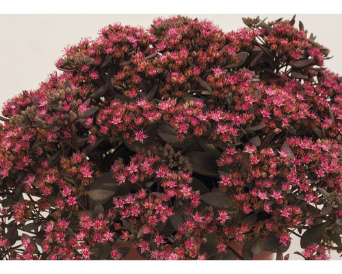 Fetknopp med rosa blommor