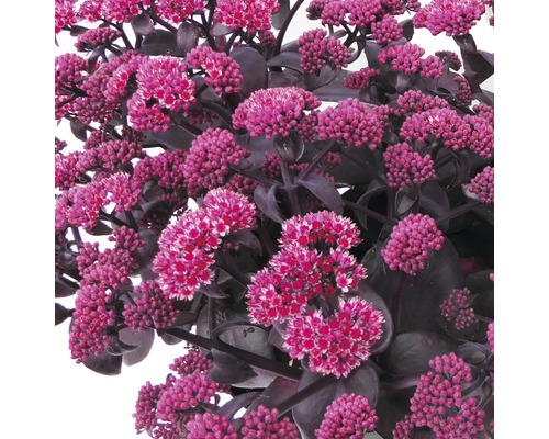 Fetknopp med rosa blommor
