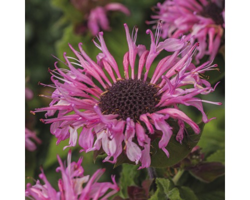 Närbild av en Monarda-blomma