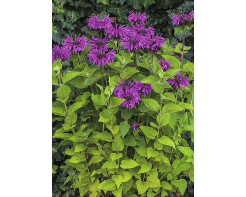 Monarda-växt med violetta blommor och gröna blad