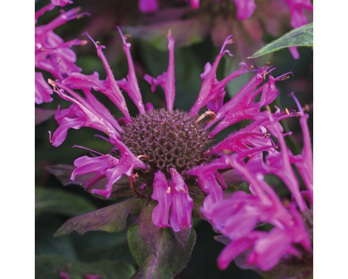 Närbild av en blommande Monarda-växt