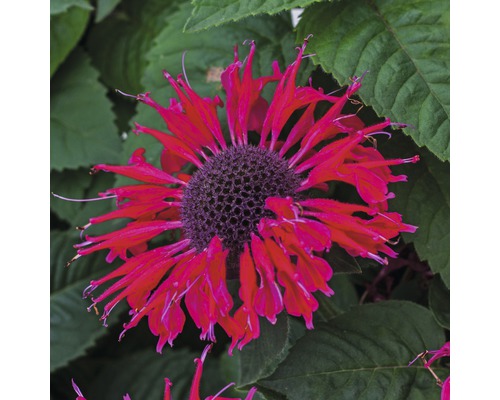Perenner FLORASELF 35-45cm co 5L sorterade
