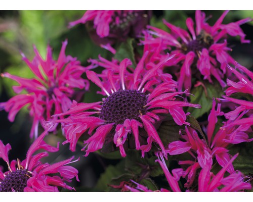 Närbild av Monarda blommor i trädgården.