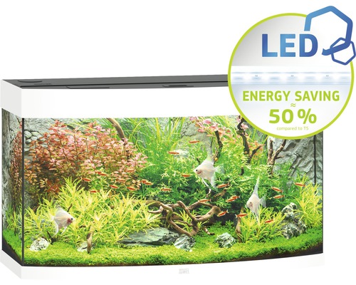 Akvarium med fiskar och vattenväxter