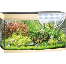 Inrett akvarium med fiskar och växter