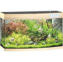 Inrett akvarium med fiskar och växter