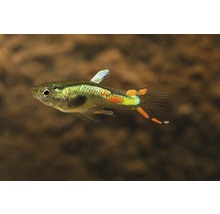 Akvariefisk Guppy Endler limegrön hane/hona