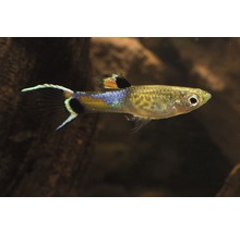 Guppy fisk för akvarier