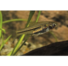 Moskitorasbora i akvarium