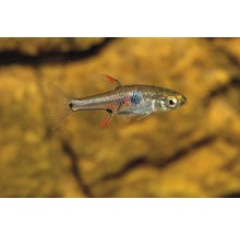 Akvariefisk Jordgubbsrasbora