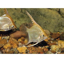 Akvariefisk Scalare guld 3-4cm