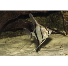 Silver skalar i akvarium