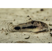 Akvariefisk Habrosus Dvärgpansarmal vildfångad 1-2cm