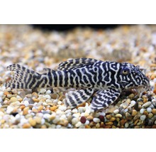 Akvariefisk Hypancistrus sp 7-9cm