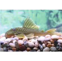 Akvariefisk Hemiancistrus Subviridis 7-9cm