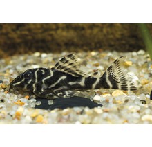 Akvariefisk Hypancistrus sp 3-5cm