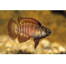 Akvariefisk Dario Black Tiger vildfångad