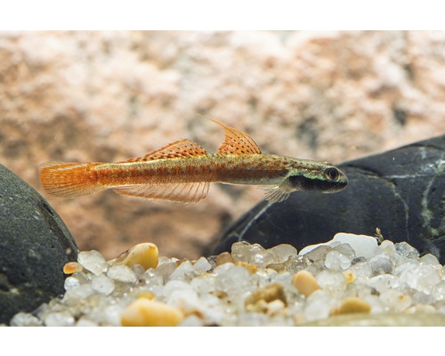 Akvariefisk Anniesgoby 2-3cm