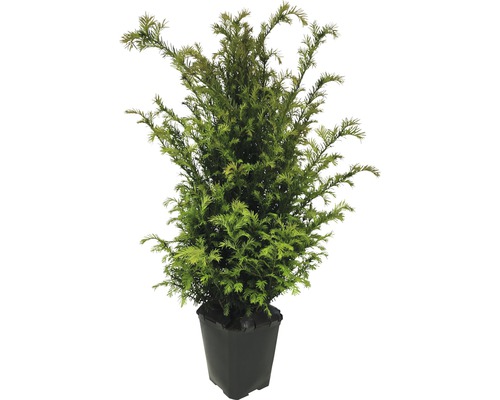 Idegran i kruka för trädgården