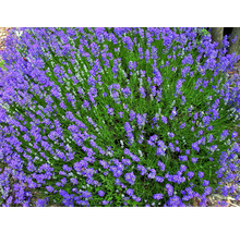 Blommande lavendelbuske i trädgården