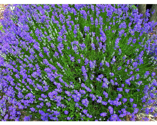 Blommande lavendelbuske i trädgården